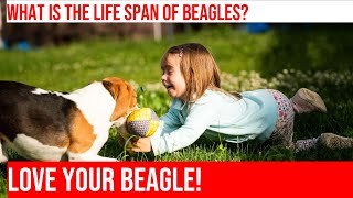 Caring for Your Aging Beagle Life Expectancy Tips [upl. by Leacock]