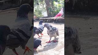 bajimat kabutar ki status 🕊️😍 pigeon shorts kabutar trending short new 1million 💘🥰 [upl. by Tioneb]