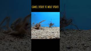 CAMEL SPIDER VS WOLF SPIDER wolfspider camelspider [upl. by Josefa]