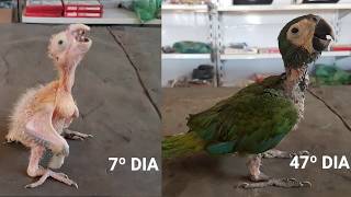 CRESCIMENTO DE UMA ARARA MARACANÃ  time lapse growth of a baby bird macaw [upl. by Zoara]