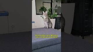 Do you know why its so hard to get a cats attention catvideos catlover cat [upl. by Aenil]