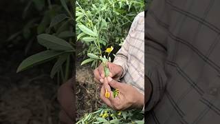 Redgram flowersflower drop managementAlternaaria leaf spot diseasetrendingpls subscribe [upl. by Fleeta]