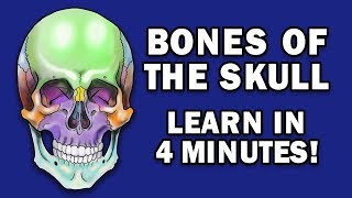 BONES OF THE SKULL  LEARN IN 4 MINUTES [upl. by Wohlert]