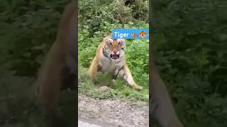 Tiger king sittuvlog viralvideo indiantiger vlogerbeta verydenguras bestmoments sittu 🐅🐅🐯🐯😭 [upl. by Garratt]