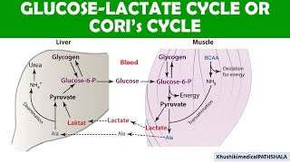 Coris Cycle  Glucose and lactate regulation during Excercise [upl. by Einahpehs]