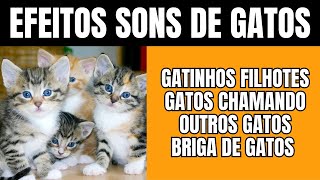 EFEITOS SONOROS GATINHOS efeitos sons gatinhos pet pets gatos [upl. by Aecila131]