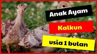 ANAK AYAM KALKUN USIA 1 BULAN II Jual Kalkun usia anakan  dewasa [upl. by Markson]