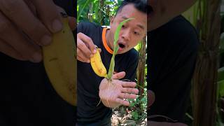 Survival Grafting Bananas 🍌 Simple but very Useful in Forest 🌳 bushcraft outdoors shorts [upl. by Anyalram257]