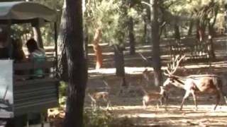 Badoca Safari Park  Safari Aventura [upl. by Odnuges]