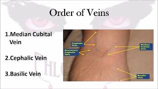 Phlebotomy The Order of Veins [upl. by Warfield574]