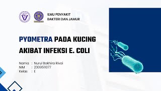 Pyometra pada Kucing Akibat Infeksi E coli [upl. by Abigail]