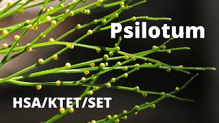 Psilotum  Pteridophyte [upl. by Igiul]