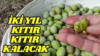 En Dayanıklı Yeşil Zeytin Kurma Tarifi [upl. by Awahsoj]