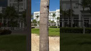 Resort RIU Dunamar beach [upl. by Aytak814]