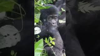 Lovely mountain baby gorilla gorilla gorille wildlife monkey monkeys [upl. by Denbrook]