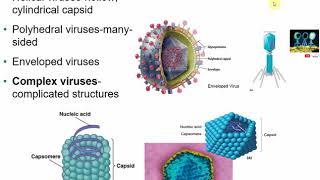 2117 Chapter 13  Viruses Viroids and Prions [upl. by Chuah]