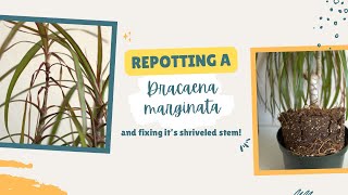 How to Repot a Dracaena Marginata  Dragon Tree PLUS Fixing Dracaena Shriveled Stem [upl. by Ynittirb460]