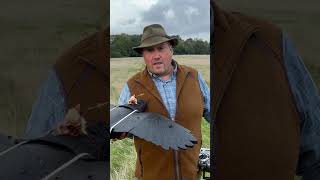 Youre invited British Falcon Racing Association Rocrow flying at Vowley 1920 October 2024 [upl. by Morton]