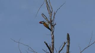 Black Rumped Flameback Feeding onTermites [upl. by Trofmoc]