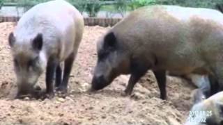 Wildschweine Wildschweinrotte im Gebräch beim Fressen Wildschweindenkmal in Eberswalde [upl. by Acillegna]