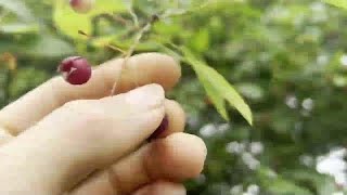 The Serviceberry Tree  Nova Scotia Foraging [upl. by Ted]