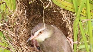 Bird Family Breakfast Buffet Adorable Chicks in Nest ViralBirdNest [upl. by Enovad]