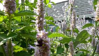 Anise Hyssop Agastache foeniculum part 2 [upl. by Ahsaelat]