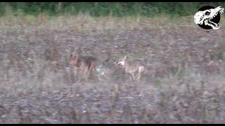 Coyotes Get After Our Dog  Coyote Hunting With Decoy Dog [upl. by Anoyek493]