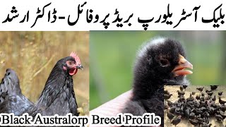 Black Australorp Breed Profile  Australorp Chicken Farming in Pakistan 2021  Dr ARSHAD [upl. by Cathie]