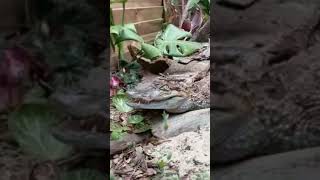 CAIMAN IN OUTDOOR ENCLOSURE [upl. by Deery]