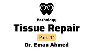 Pathology  Tissue repair  Dr Eman Ahmed Abd Elmaogod  BSNU [upl. by Dray]