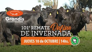 101° Remate Online de Invernada y Cria  Grandis Negocios Ganaderos [upl. by Laup681]