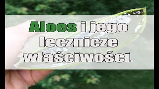 Aloes i jego lecznicze właściwości [upl. by Aronas]