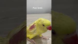 Poor bird live saved pets birds parrot saved life love views millions subscribe [upl. by Loats]