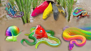 So Amazing Catching Colorful Betta Fish In The River Giant Catfish Ornamental Fish Turtle Bird Panda [upl. by Nodnas480]