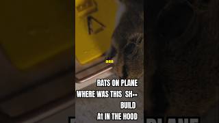 Spirit Airlines From Sewers to Skies 🐀 spiritairlines ratonplane gossip [upl. by Studner]