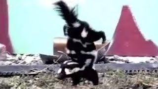 Spotted Skunk Handstand  Weird Nature  BBC Studios [upl. by Faxon]