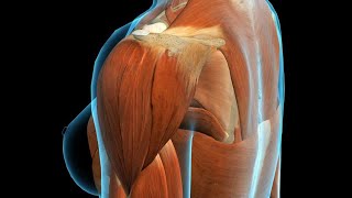 Deltoid Muscle Injury [upl. by Anerual]