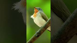 Redbreasted Flycatchers Sweet Singing  Bird Songs amp calls shorts [upl. by Ahkeber]