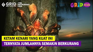 Apakah Manusia Bisa Makan Kepiting Kelapa [upl. by Amees]