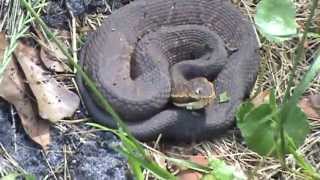 Water Moccasin in the Garden [upl. by Uahc]