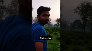 Tea Garden Dehradun shorts dehradun uttrakhand uk07 shoot vlogger panchayat reelsindiayt [upl. by Amak]