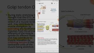 Muscle spindles level 2 Therapeutic 2 lecture 2 [upl. by Bluefield]