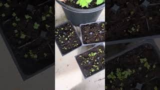 My collard greens seeds are up already out the dirt I just planted them seeds 72524 [upl. by Kuehn926]