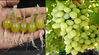 Simple method propagate grape tree with water  growing grape tree at home [upl. by Clintock]