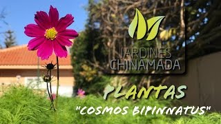 Plantas  Cosmos bipinnatus [upl. by Enaffit]