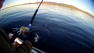 Fishing for Tusk in Nedstrand Norway [upl. by Ahsemad176]