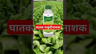 Bayer का infinito fungicide [upl. by Nahij]