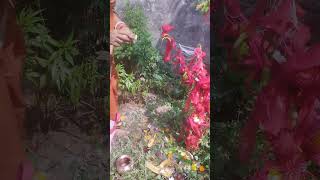 Amla nabmi puja music song youtubeshorts shrots newsong [upl. by Sida885]