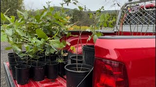 Black Walnut lined driveway amp Chestnut hedgerow [upl. by Homans]